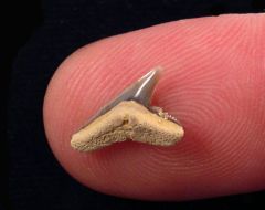 Physogaleus secundus (Eocene)         