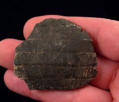 Myliobatis sp.   (Eocene)                               