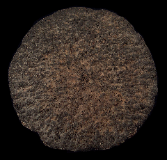 Whale - Epiphyseal disc | Buried Treasure Fossils