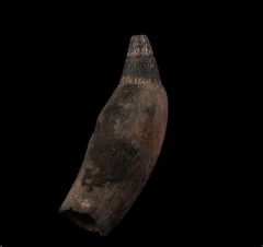 Scaldicetus - Sperm Whale