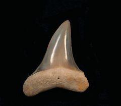 Isurus praecursor           (Eocene)