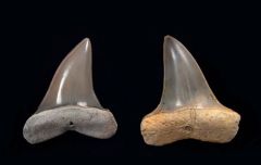 Isurus praecursor           (Eocene)