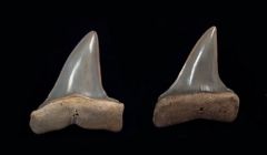 Isurus praecursor           (Eocene)