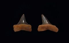 Isurus praecursor           (Eocene)