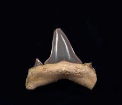 Serratolamna koerti       (Eocene)                          