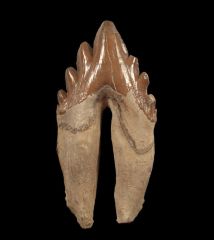 Zygorhiza kochii (Archaeocete whale)