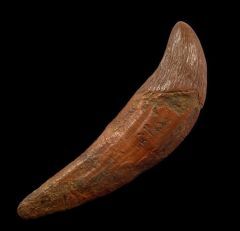 Zygorhiza kochii tooth for sale | Buried Treasure Fossils