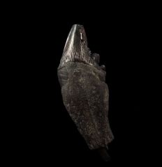 Archaeocete molar tooth for sale | Buried Treasure Fossils