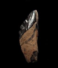 Archaeocete molar tooth for sale | Buried Treasure Fossils