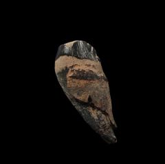 Large Archaeocete tooth from So. Carolina | Buried Treasure Fossils