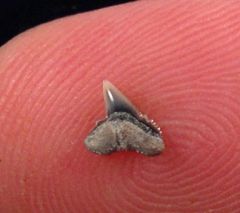 Galeorhinus sp.  (Eocene)                        