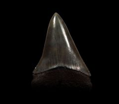 Colorful SC Hastalis tooth for sale | Buried Treasure Fossils