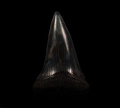 Colorful SC Hastalis tooth for sale | Buried Treasure Fossils