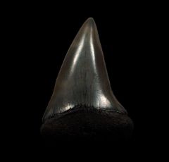 Colorful SC Hastalis tooth for sale | Buried Treasure Fossils