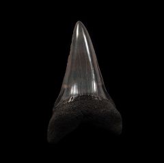 Colorful SC Hastalis tooth for sale | Buried Treasure Fossils
