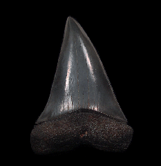 Perfect Cosmopolitodus tooth for sale | Buried Treasure Fossils