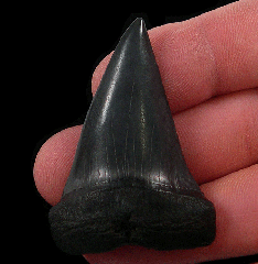 Big Black Mako shark teeth for sale | Buried Treasure Fossils