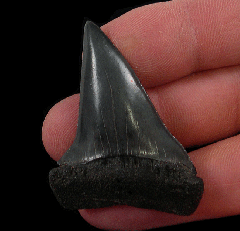 So. Carolina Hastalis tooth for sale | Buried Treasure Fossils