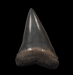 Black SC Big-tooth Mako tooth for sale | Buried Treasure Fossils