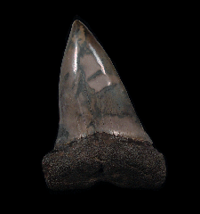 Real SC hastalis tooth for sale | Buried Treasure Fossils