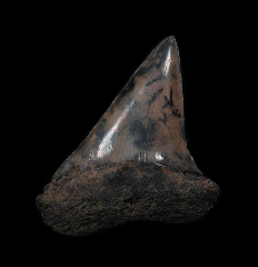 Real SC Isurus hastalis tooth for sale | Buried Treasure Fossils