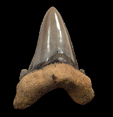 Carcharocles sokolovi tooth for sale | Buried Treasure Fossils