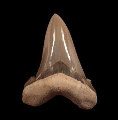 GEM Auriculatus tooth for sale from So. Carolina | Buried Treasure Fossils
