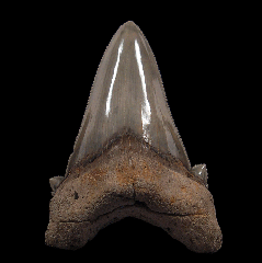 Otodus auriculatus tooth from So. Carolina | Buried Treasure Fossils