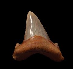 Large Top quality Auriculatus tooth for sale from Harleyville, So. Carolina.