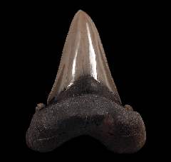 Harleyville Otodus auriculatus tooth| Buried Treasure Fossils