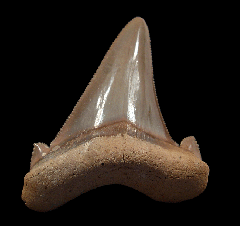 Otodus sokolovi tooth from So. Carolina | Buried Treasure Fossils