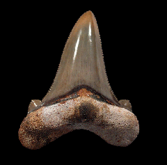 South Carolina Auriculatus tooth | Buried Treasure Fossils