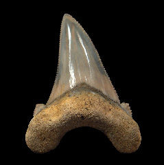 GEM Auriculatus tooth for sale from So. Carolina | Buried Treasure Fossils