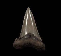 Large Harleyville Auriculatus tooth for sale from So. Carolina | Buried Treasure Fossils