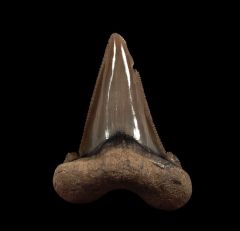 Rare Auriculatus tooth from South Carolina for sale | Buried Treasure Fossils