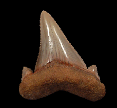 So. Carolina Otodus sokolovi tooth | Buried Treasure Fossils