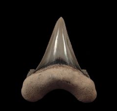 Top quality Auriculatus tooth for sale from So. Carolina. Rare lower jaw lateral tooth position.