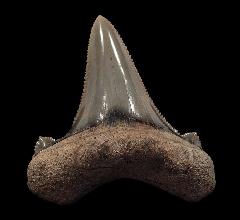 Carcharocles sokolovi tooth for sale | Buried Treasure Fossils