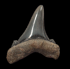 So. Carolina Auriculatus tooth for sale | Buried Treasure Fossils