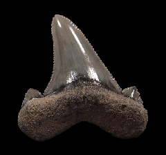 Carcharocles sokolovi tooth for sale | Buried Treasure Fossils
