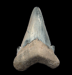 Harleyville Otodus auriculatus tooth for sale | Buried Treasure Fossils