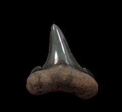 So. Carolina Carcharocles sokolovi  tooth for sale | Buried Treasure Fossils
