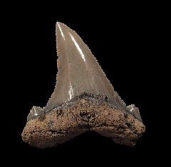 Bargain Harleyville Auriculatus lateral tooth for sale | Buried Treasure Fossils