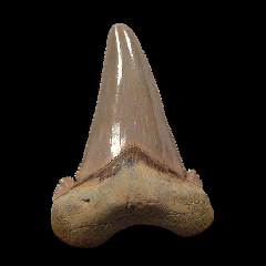 So. Carolina Auriculatus tooth for sale | Buried Treasure Fossils