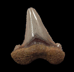 So. Carolina Auriculatus tooth for sale | Buried Treasure Fossils
