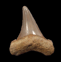 So. Carolina Auriculatus tooth for sale | Buried Treasure Fossils