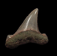 A huge ~4" Harleyville Auriculatus tooth for sale | Buried Treasure Fossils