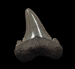 So. Carolina Auriculatus tooth for sale | Buried Treasure Fossils