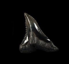 Real SC Hemipristis tooth for sale | Buried Treasure Fossils