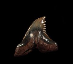 Quality SC Hemipristis tooth for sale | Buried Treasure Fossils